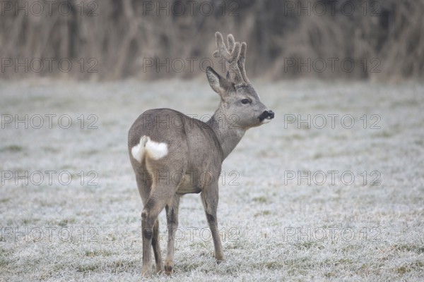 Roe deer (Capreolus capreolus) buck with velvet antlers secured in the hoarfrost meadow, Allgäu, Bavaria, Germany, Allgäu, Bavaria, Germany