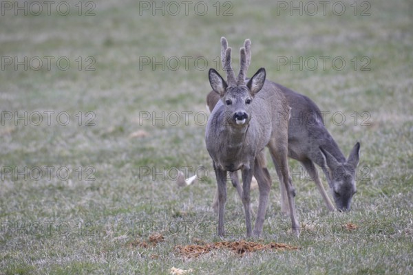 Roe deer (Capreolus capreolus) buck with velvet antlers secured at the Kirrung, Allgäu, Bavaria, Germany, Allgäu, Bavaria, Germany