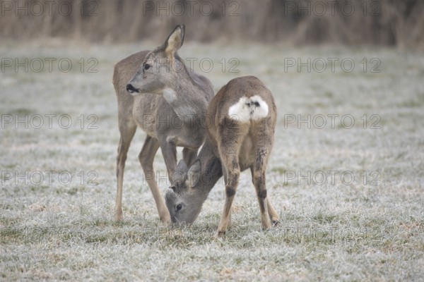 Roe deer (Capreolus capreolus) doe (left) with buck fawn at the feeding station on the hoarfrost meadow, Allgäu, Bavaria, Germany, Allgäu, Bavaria, Germany