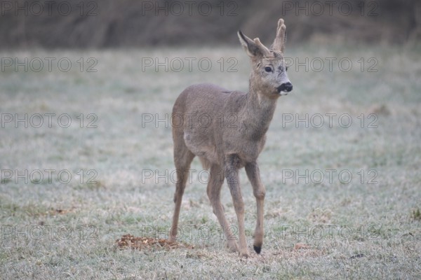 Roe deer (Capreolus capreolus) buck with abnormal velvet antlers and a swollen knee on the left foreleg, at the feeding station on the hoarfrost meadow, Allgäu, Bavaria, Germany, Allgäu, Bavaria, Germany