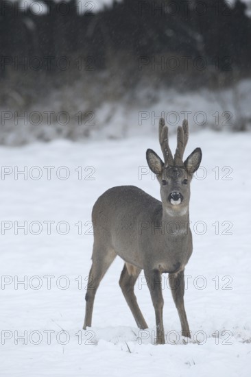 Roe deer (Capreolus capreolus) buck with velvet antlers secured in the snow, Allgäu, Bavaria, Germany, Allgäu, Bavaria, Germany
