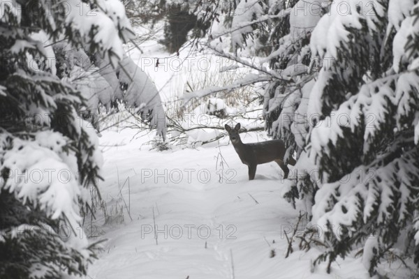 Roe deer (Capreolus capreolus) doe in a snow-covered forest, Allgäu, Bavaria, Germany, Allgäu, Bavaria, Germany
