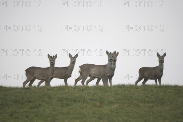 Roe deer (Capreolus capreolus) four females and a yearling buck with velvet antlers (left) secure on a mountainside against a grey sky, Allgäu, Bavaria, Germany, Allgäu, Bavaria, Germany