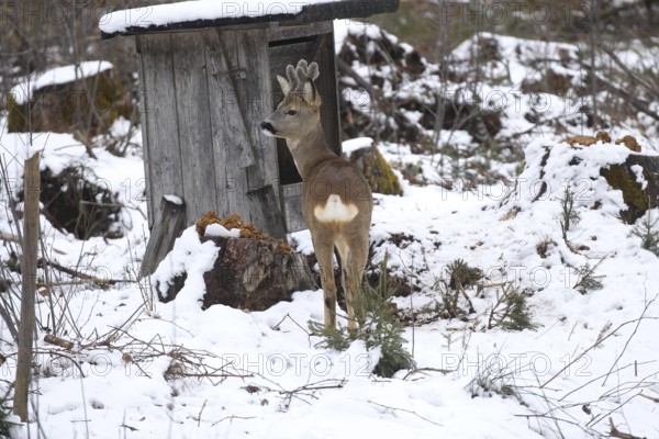 Roe deer (Capreolus capreolus) buck with velvet antlers in the snow during winter feeding, Allgäu, Bavaria, Germany, Allgäu, Bavaria, Germany