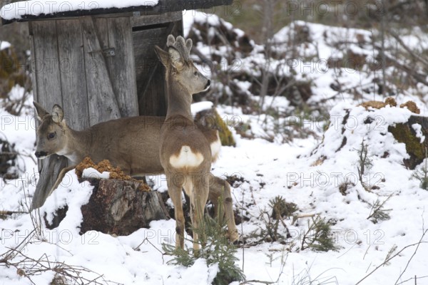 Roe deer (Capreolus capreolus) doe and buck with velvet antlers in the snow during winter feeding, Allgäu, Bavaria, Germany, Allgäu, Bavaria, Germany