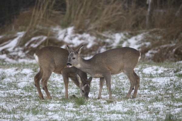 Roe deer (Capreolus capreolus) fawns in the snow at the feeding station in the meadow, Allgäu, Bavaria, Germany, Allgäu, Bavaria, Germany
