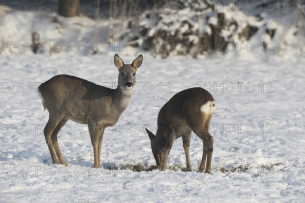 Roe deer (Capreolus capreolus) doe (left) with buck fawn in the snow at the Kirrung on the meadow, Allgäu, Bavaria, Germany, Allgäu, Bavaria, Germany