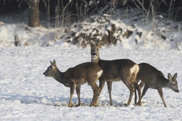 Roe deer (Capreolus capreolus) doe (centre) with fawns in the snow at the feeding station in the meadow, Allgäu, Bavaria, Germany, Allgäu, Bavaria, Germany