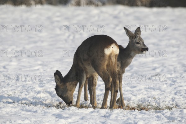 Roe deer (Capreolus capreolus) doe (front) with buck fawn at the feeding station in the snow on the meadow, Allgäu, Bavaria, Germany, Allgäu, Bavaria, Germany
