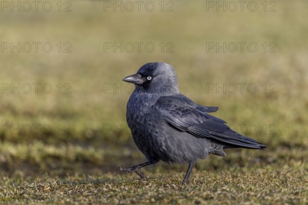 Jackdaw (Corvus monedula) foraging, Germany