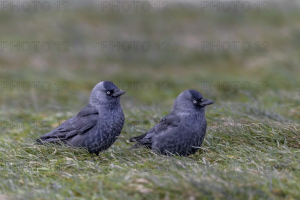 A pair of jackdaws (Corvus monedula) foraging together in a meadow, pair, Germany