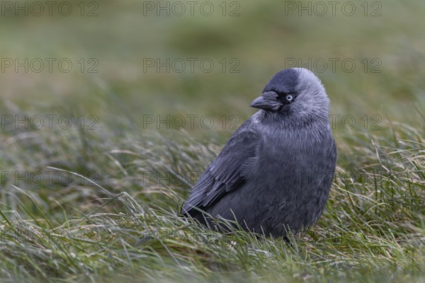 Jackdaw (Corvus monedula) sitting relaxed in a meadow, Germany