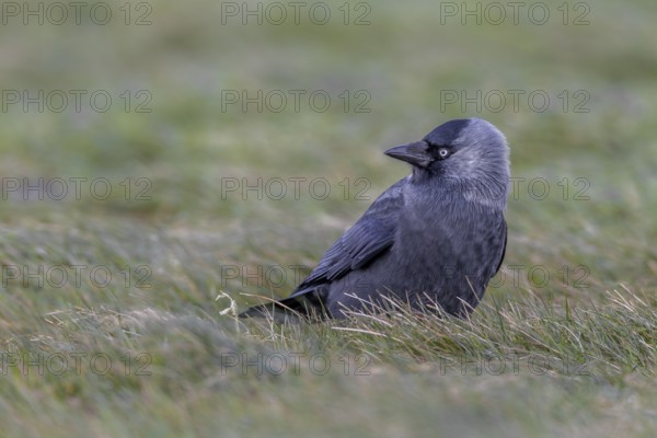 Something attracts the attention of the jackdaw, Germany