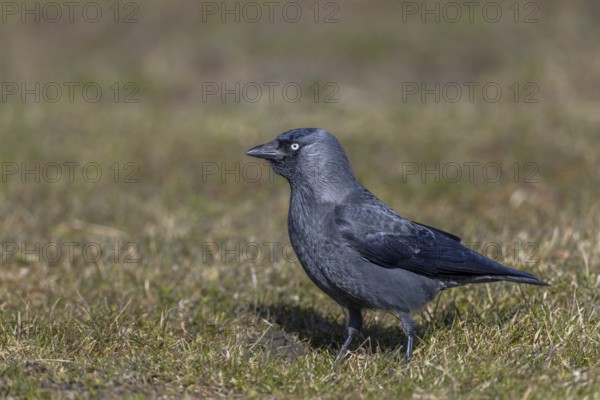 A jackdaw (Corvus monedula) searches for food in a meadow, often preying on insects and worms, Germany