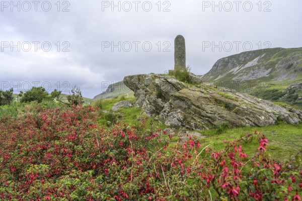 Fuchsia Hedges and Turas Cholmcille Town, Glencolumbkille, County Donegal, Ireland