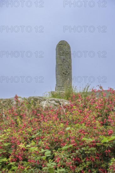 Fuchsia Hedges and Turas Cholmcille Town, Glencolumbkille, County Donegal, Ireland