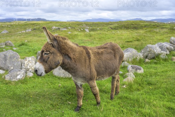 Donkey, Kilclooney, County Donegal, Ireland