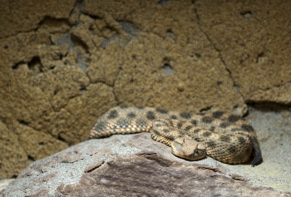 Horned viper (Cerastes cerastes), native to North Africa, Arabia, captive, Baden-Württemberg, Germany