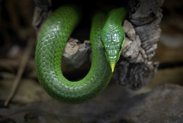 Vietnamese long-nosed snake (Gonyosoma boulengeri), captive, occurring in North Vietnam, South China, Baden-Württemberg, Germany