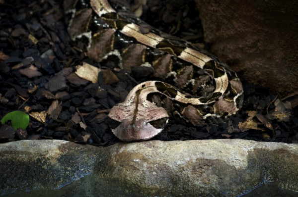 Eastern Gabon viper (Bitis gabonica), camouflaged under leaves, captive, occurrence Africa, Baden-Württemberg, Germany
