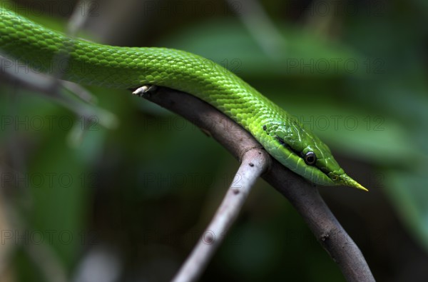 Vietnamese long-nosed snake (Gonyosoma boulengeri), on branch, captive, occurrence North Vietnam, South China, Baden-Württemberg, Germany