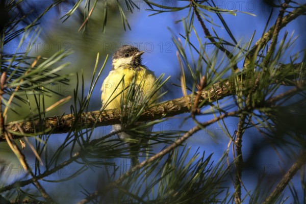 A great tit (Parus major) that fledged a few days ago enjoys the autumn sun, young bird, Denmark