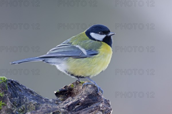 Great tit (Parus major) in winter with fluffed up plumage, Germany