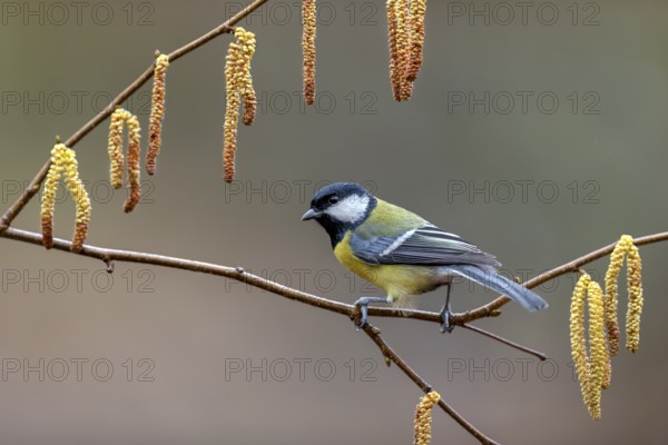Great tit (Parus major) on a branch with hazelnut catkins, frame, Germany