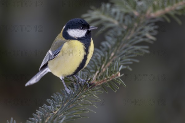 Great tit (Parus major) sitting on a spruce branch, Germany