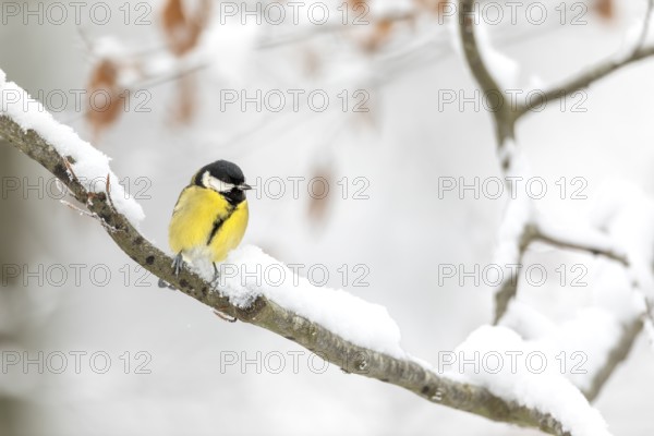 Great tit (Parus major) on a beech branch covered with snow, winter, Germany
