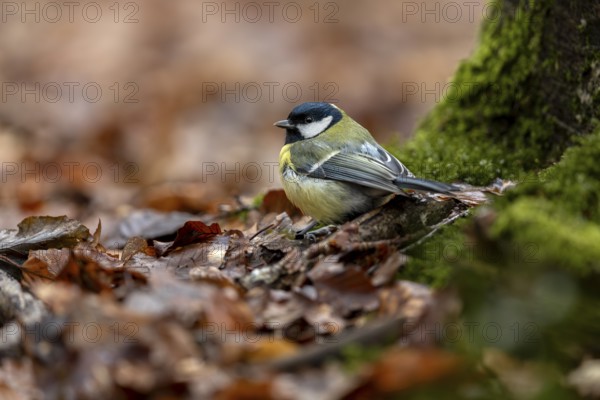 A great tit (Parus major) searches for food on the forest floor in the foliage, Germany