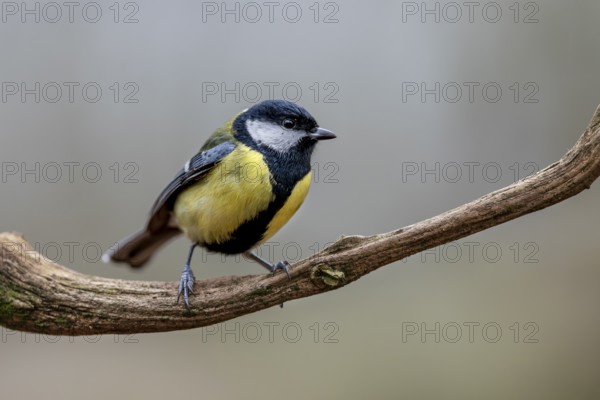 Great tit (Parus major) on the branch of an oak tree, Germany