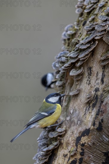 A great tit (Parus major) searches for food between butterfly clusters and is carefully observed, tree fungi, Germany