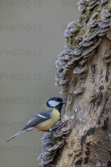 A great tit (Parus major) searches for food among butterfly stalks, tree fungi, Germany