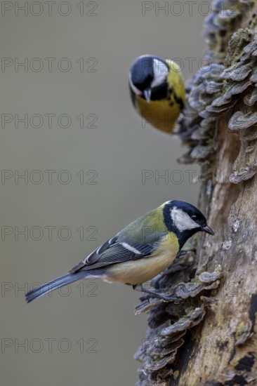 Once the great tit (Parus major) has discovered a good source of food, curious visitors are not long in coming, tree fungi, Germany
