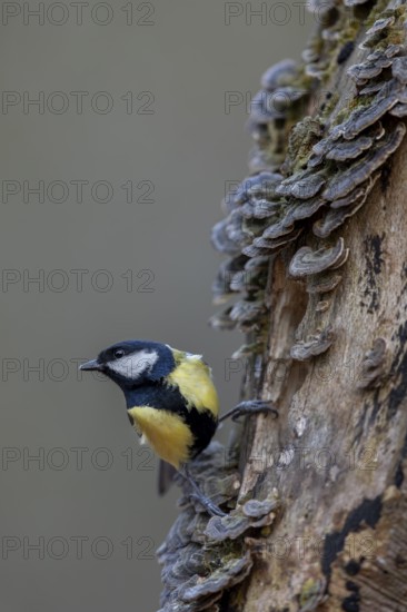 Vigilance is vital for the great tit (Parus major), tree fungi, Germany