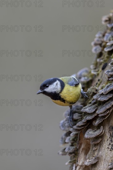 A great tit (Parus major) searches for food among tree fungi, Tree fungi, Germany
