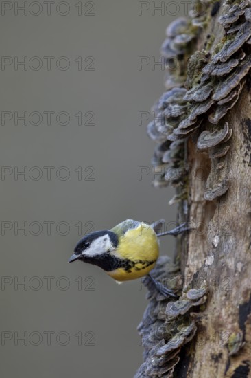 Concentrating, the great tit (Parus major) observes a woodpecker nearby, tree fungi, Germany