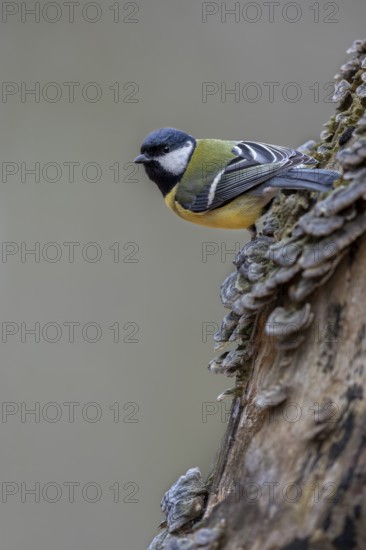Concentrated, the great tit (Parus major) aims at its next target, tree fungi, Germany