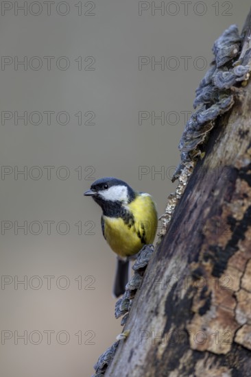 The yellow breast with the black centre stripe can be clearly seen on the great tit (Parus major), tree fungi, Germany