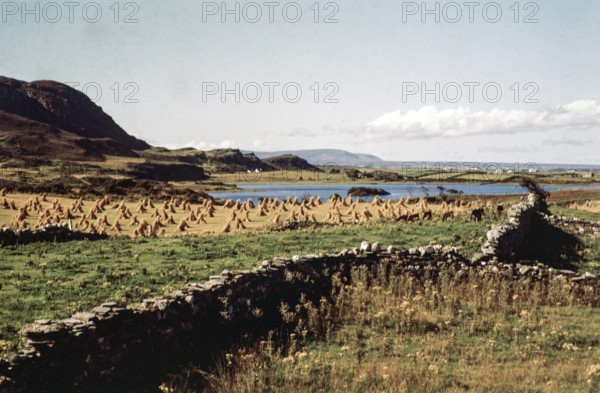 Traditional faming landscape with stooks haystacks, Lough Sessiagh Lake, near Portnablagh, County Donegal, Ireland 1960s