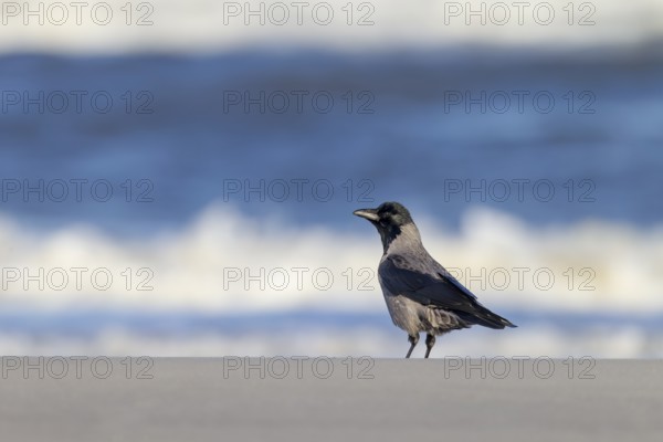 Hooded Crow (Corvus cornix) on the Danish North Sea coast, foraging, beach, Denmark