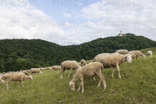 Swabian Jura, landscape with sheep under Teck Castle, Hohenbohl near Owen in Germany