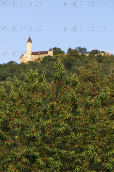 Cherry trees bloom below Teck Castle in summer, Owen, district. Esslingen, Germany