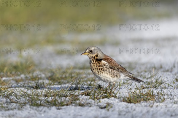 When a juniper thrush (Turdus pilaris) looks down at the ground with its head bent forwards and tilted slightly to one side, it often has a prey animal in view, winter, snow, foraging, Germany