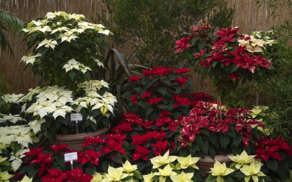 Various blossoms of poinsettia, flower, (Euphorbia pucherrima) Greenhouse, Wilhelma, Zoological-Botanical Garden, Stuttgart, Baden-Württemberg, Germany