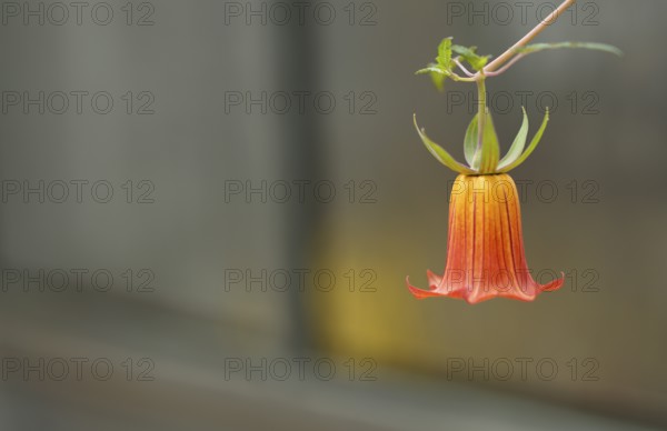 Close-up, Canary bellflower (Canarina canariensis) Greenhouse, Wilhelma, Zoological-Botanical Garden, Stuttgart, Baden-Württemberg, Germany