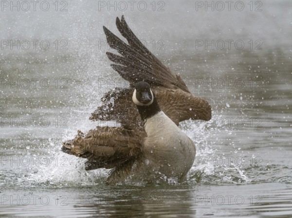 A Canada goose bathing, Ümminger See, Bochum, North Rhine-Westphalia, Germany