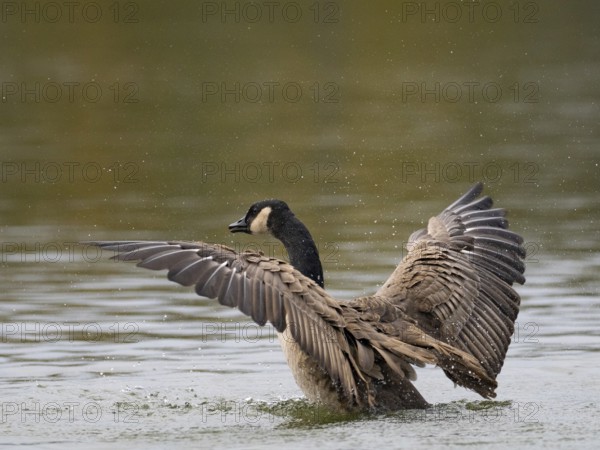 A Canada goose flaps its wings after plumage care, Ümminger See, Bochum, North Rhine-Westphalia, Germany