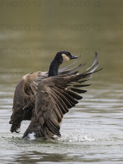 A Canada goose flaps its wings after plumage care, Ümminger See, Bochum, North Rhine-Westphalia, Germany